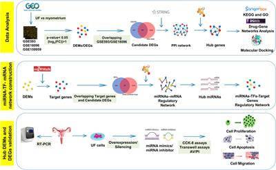 Identification and Validation of miRNA-TF-mRNA Regulatory Networks in Uterine Fibroids